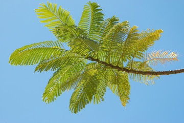 branch with decorative acacia leaves against the sky