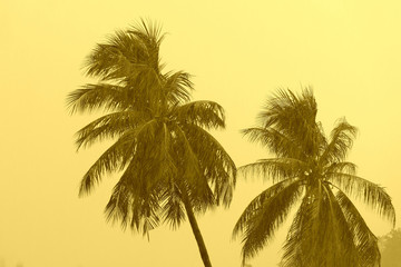 Coconut palm trees during heavy rain. Tropical background yellow color toned
