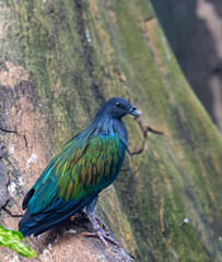 Metallic Hued Plumage on a Nicobar Pigeon on a Tree Trunk