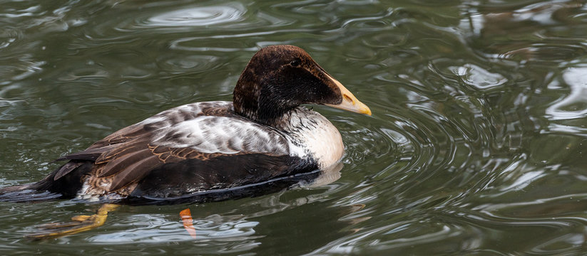 Brown and White Plumage on an Eider Duck Swimming in a Pond