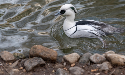 Black, White, and Blue Plumage on a Smew Duck on a Rippling Pond