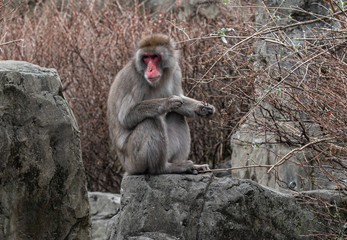 Obraz premium Brown Fur and Pink Face on a Japanese Macaque on Rocky Outcrop 