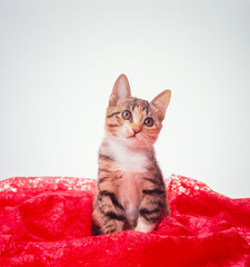 子猫