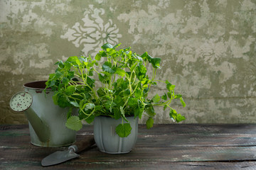 A young fragrant mint bush grown in the home garden in a ceramic pot on the windowsill. Vintage garden tools and interior in green tones. Home gardening and zero waste concept