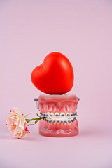 Funny orthodontic  dental model with red heart and rose flower on pink background. Demonstration...