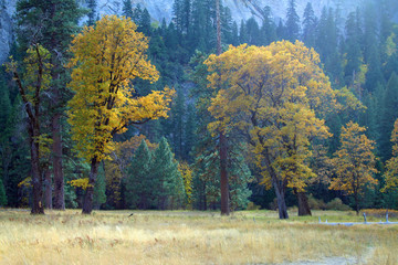 Autumn in Yosemite Valley (CA 02542)