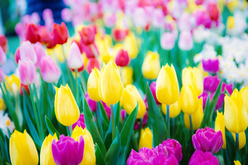 Colorful of tulip flower.