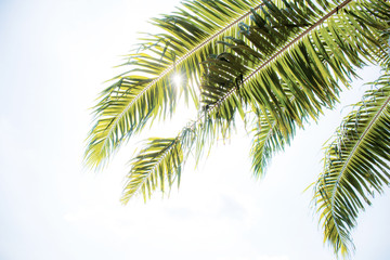 Palm leaves with the sky.