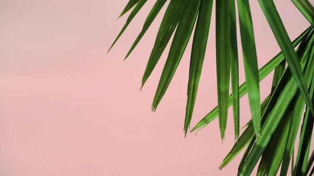 Close up silhouette shadow of palm leaves motion by natural wind on pink wall background.	