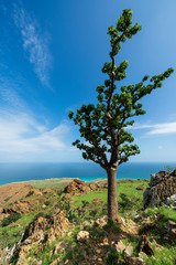 Sterculia africana with Arabian Sea in the background
