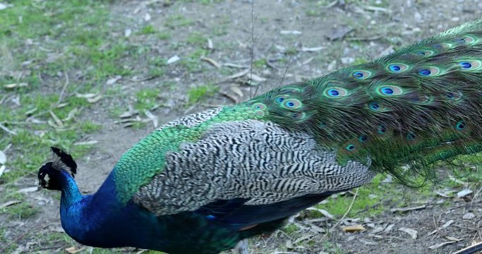 One beautiful male peacock close up