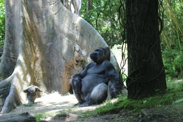 gorilla