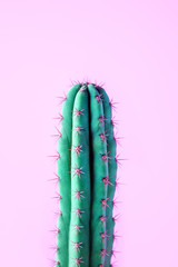 Cactus on neon pink. Art Gallery Fashion Design. Minimal Stillife. Concept with fluffy colorful balls, detail, copy space, summer vacation holiday creative idea, banner, flyer, sale