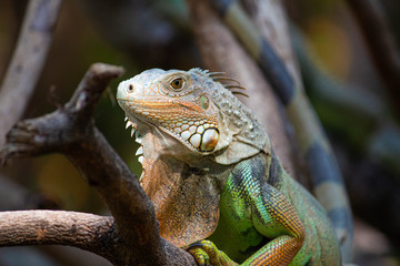 Asian young female farmer using tablet in organic vegetable salad farm in greenhouse. Farmer using tablet computer worked in agricultural field.