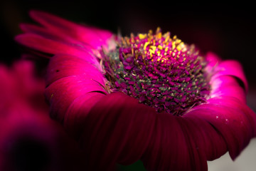 pink flower in dark blackground
