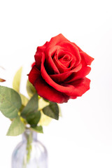 Close up of red roses on white background