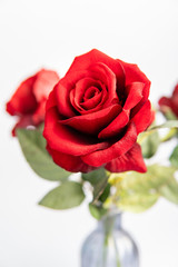 Close up of red roses on white background