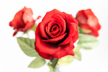 Close up of red roses on white background