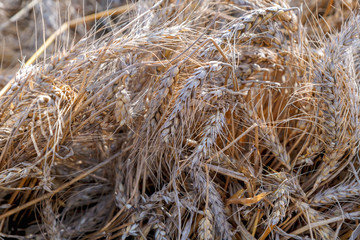 Ripe ears of wheat close-up. Harvest holiday symbol.