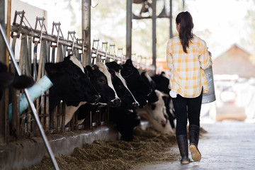 farmer asian woman are holding a container of milk on his farm.walking out of the farm