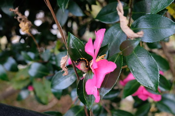 Caterpillar on the blooming pink flower.