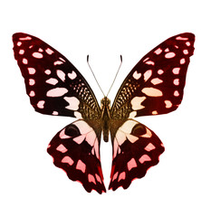 Naklejka na ściany i meble Color butterfly , isolated on white background
