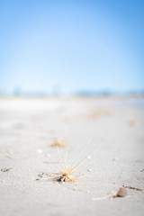 View of spinifex grasses washed up on white sands beach on a clear summer day
