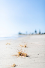 View of spinifex grasses washed up on a deserted white sands beach on a clear summer day