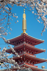 The scenery of red pagoda in Sensoji or Asakusa temple with blooming sakura in Tokyo, Japan.