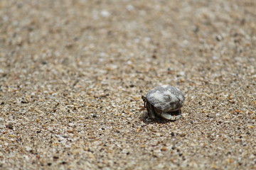crab on the beach