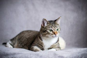 Striped smooth-haired European domestic cat. The cat lies and looks away. Pet on a gray background