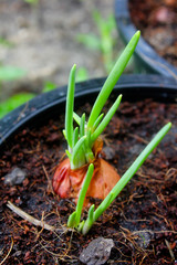Onion seedlings , Closeup green onion growing in a small garden.
