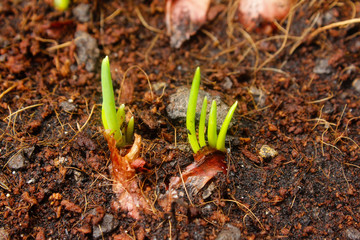 Onion seedlings , Closeup green onion growing in a small garden.