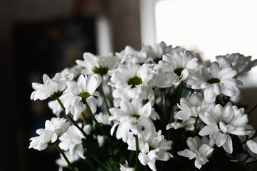 A bouquet of white daisies in the rays of light. Close-up of white flowers.