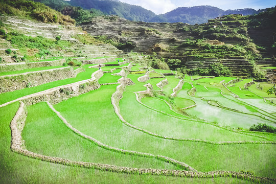 Beautiful rice terraces in Bontoc, Philippines
