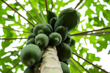 Fresh and green bunch of papaya fruits hanging, papaya tree, Kerala India