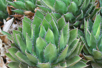 Agave Plant (CA 05218)