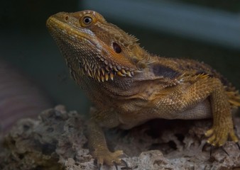 lizard on rock