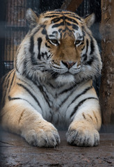 tiger in zoo