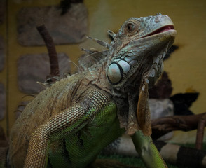 iguana on a branch