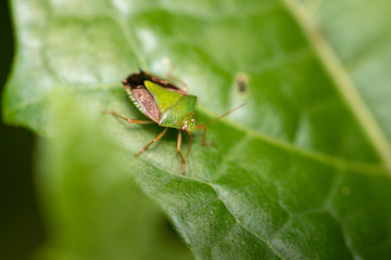 Bug on leaf