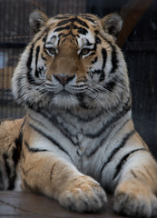Fototapeta premium tiger in zoo