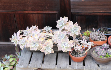 Fototapeta na wymiar Flowering succulents and cacti in rustic clay pot