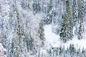 Forest on snow slope in mountains, winter landscape. Weather concept