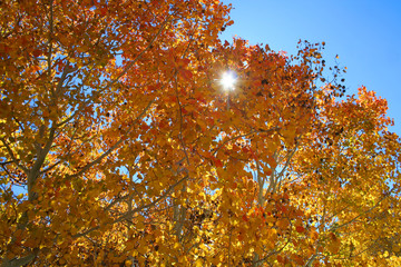 Fototapeta na wymiar Sunburst in the Autumn Leaves (CA 05129)