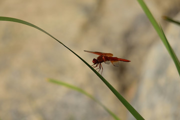 red dragon fly on a long blade of grass
