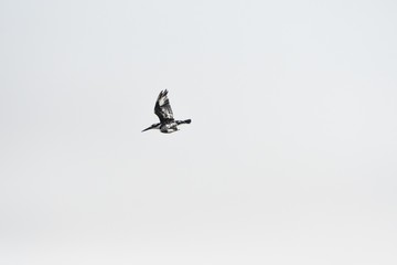 Fototapeta premium Pied kingfisher, Mabamba Bay, Uganda