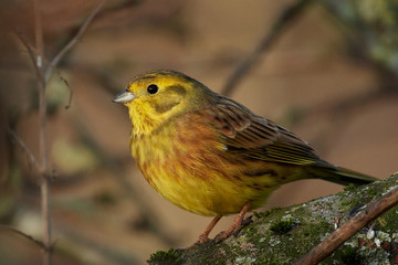Yellowhammer (Emberiza citrinella)