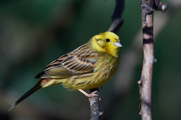 Yellowhammer (Emberiza citrinella)