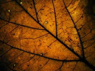 Obraz premium macro selective focus texture of dry leaf with different colour of light
